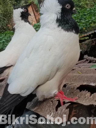 Nun kobutor , নান কবুতর